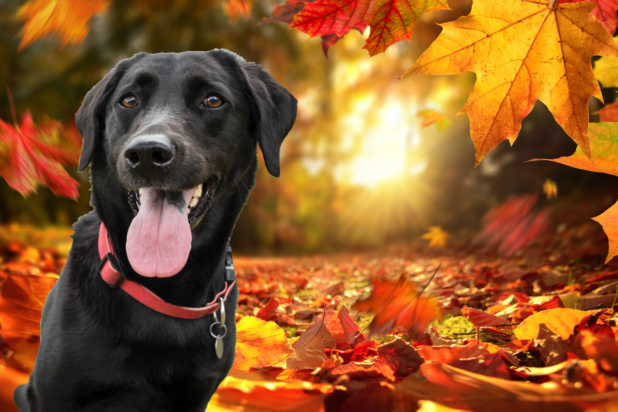 A woman relaxing on the couch in a warm, cozy room.